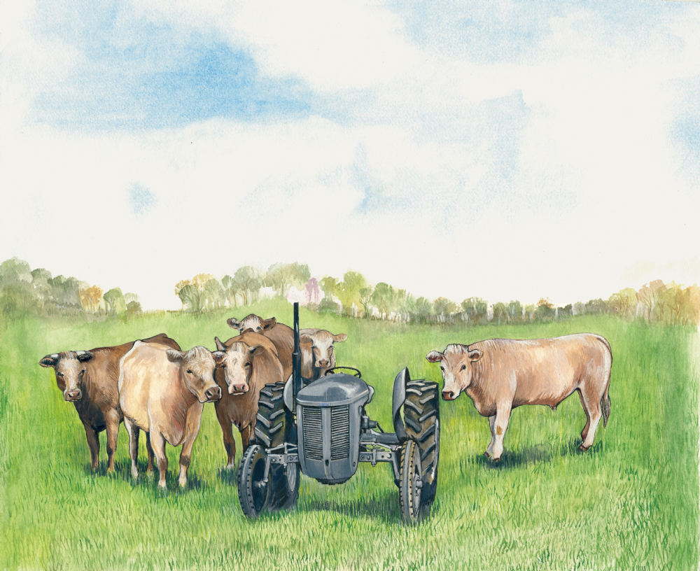 SUE PODBERY Fergie with Beef Cattle Card