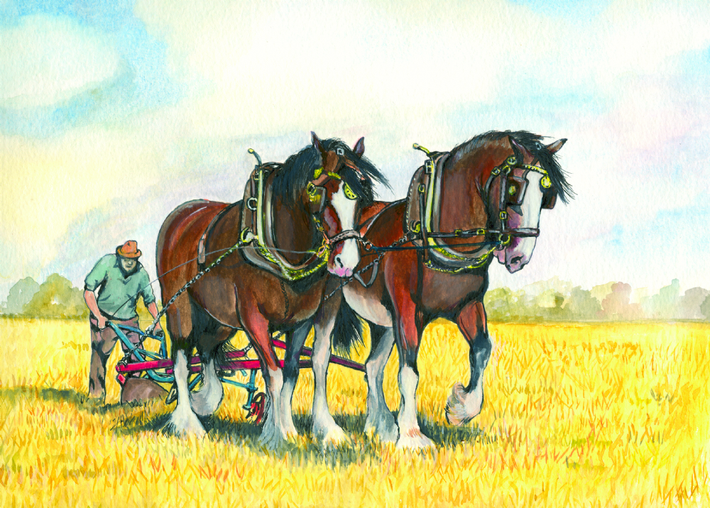 SUE PODBERY Bay Shires on Stubble Card
