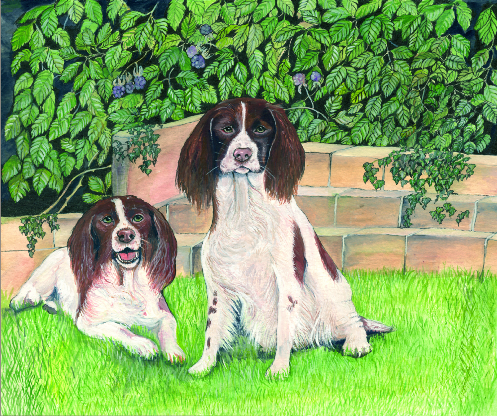 SUE PODBERY Springer Spaniels Card