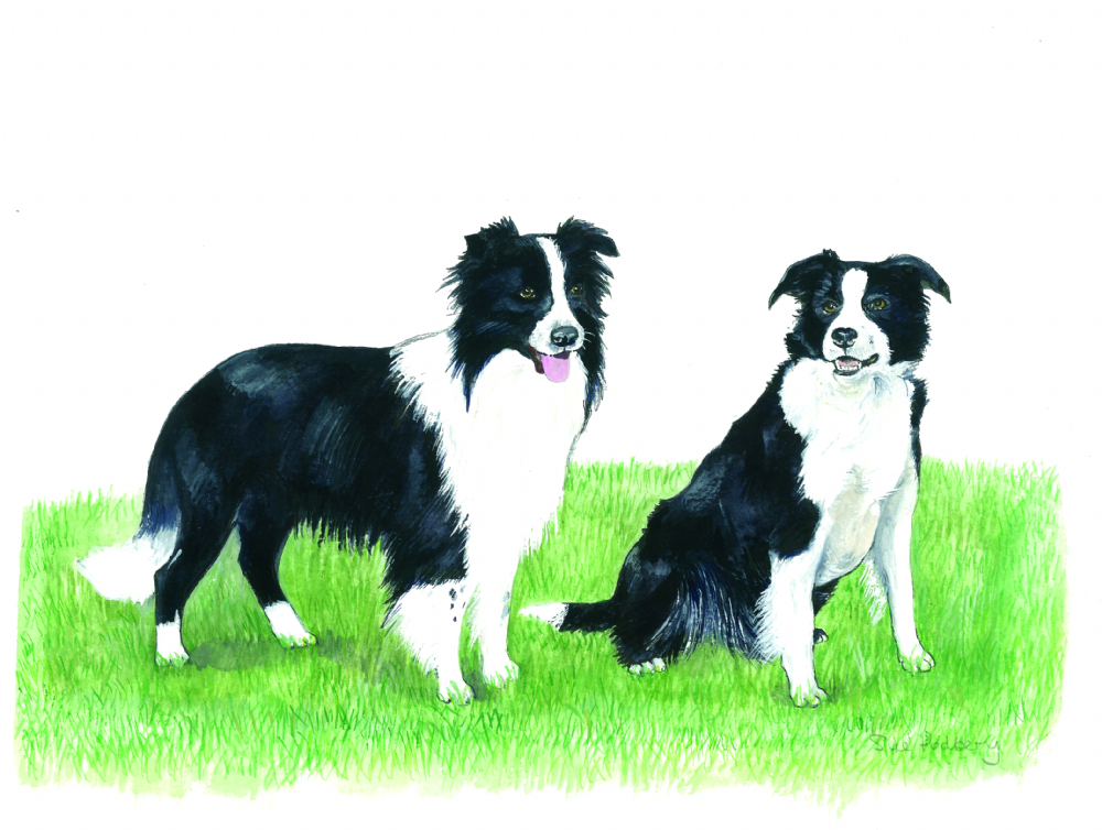SUE PODBERY Sheepdogs Card