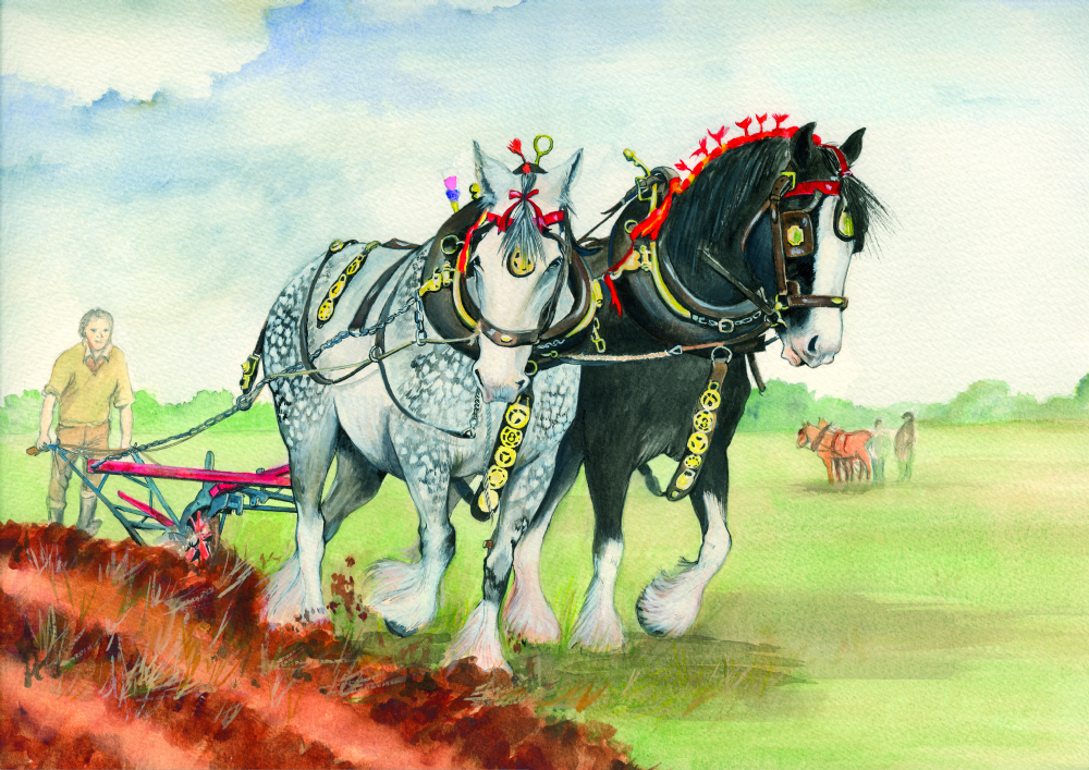 SUE PODBERY Dapple & Black Shires Card