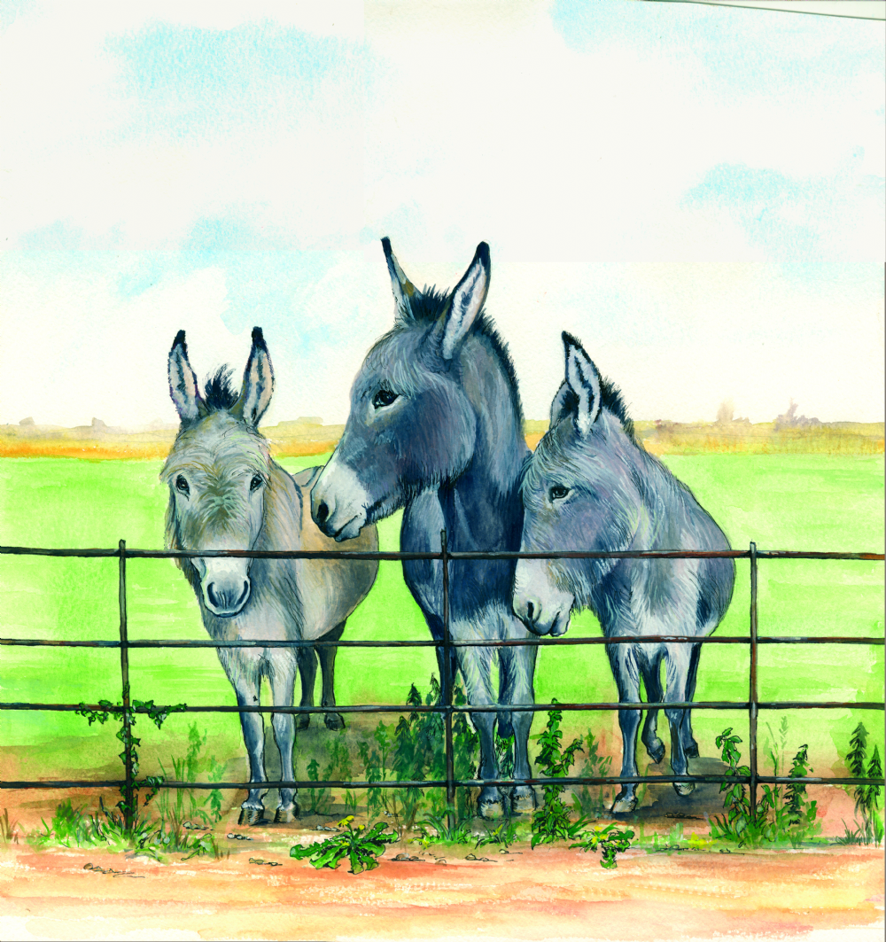SUE PODBERY Donkeys by Fence Card