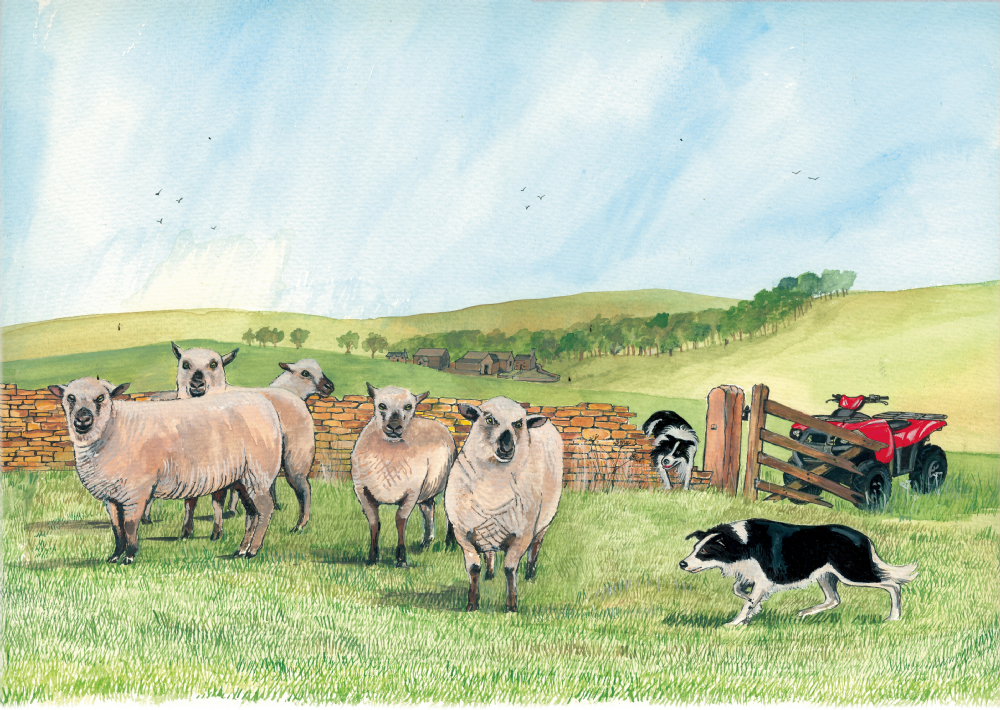 SUE PODBERY Hampshire Down Sheep Card