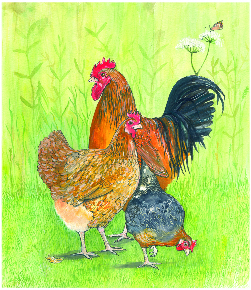 SUE PODBERY Chickens Scratching Cards