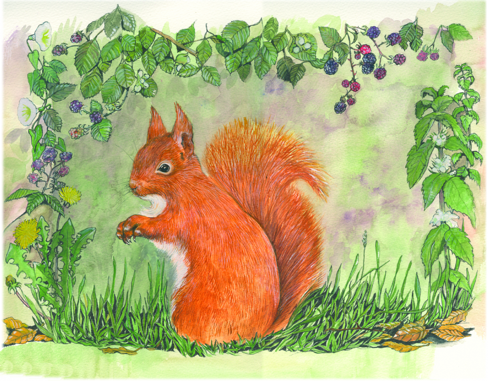 SUE PODBERY Red Squirrel Card