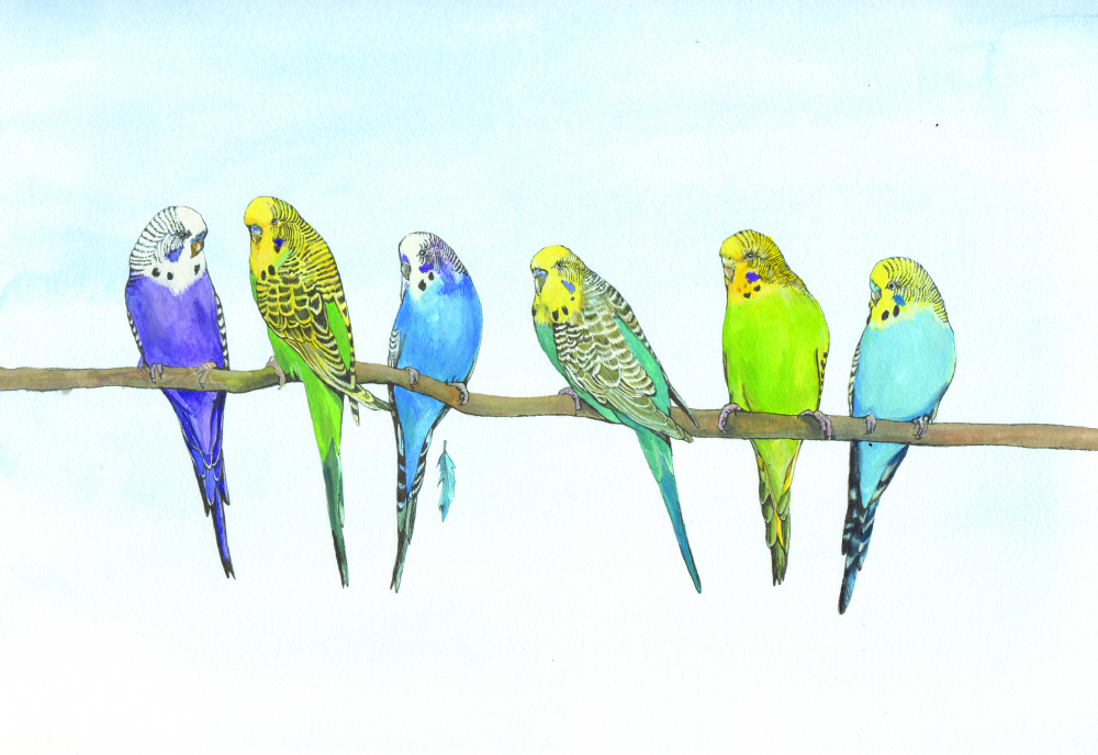 SUE PODBERY Budgies Card