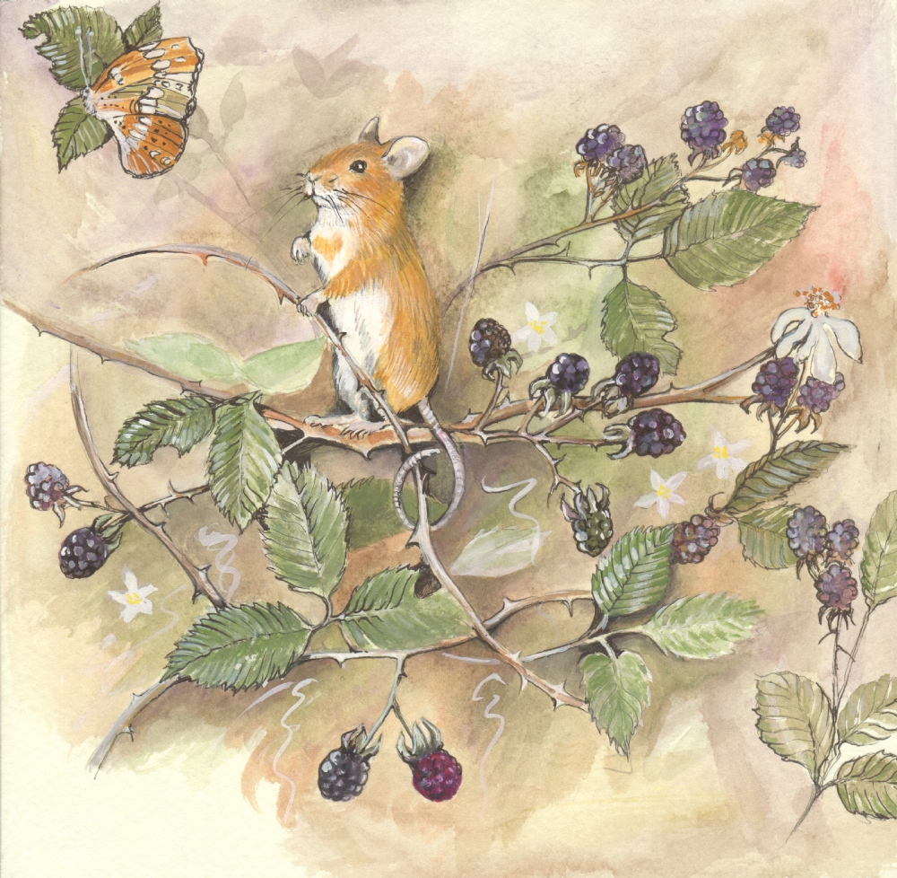 SUE PODBERY Mouse and Brambles Card