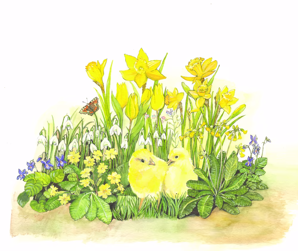 SUE PODBERY Spring Chicks and Daffodils Card