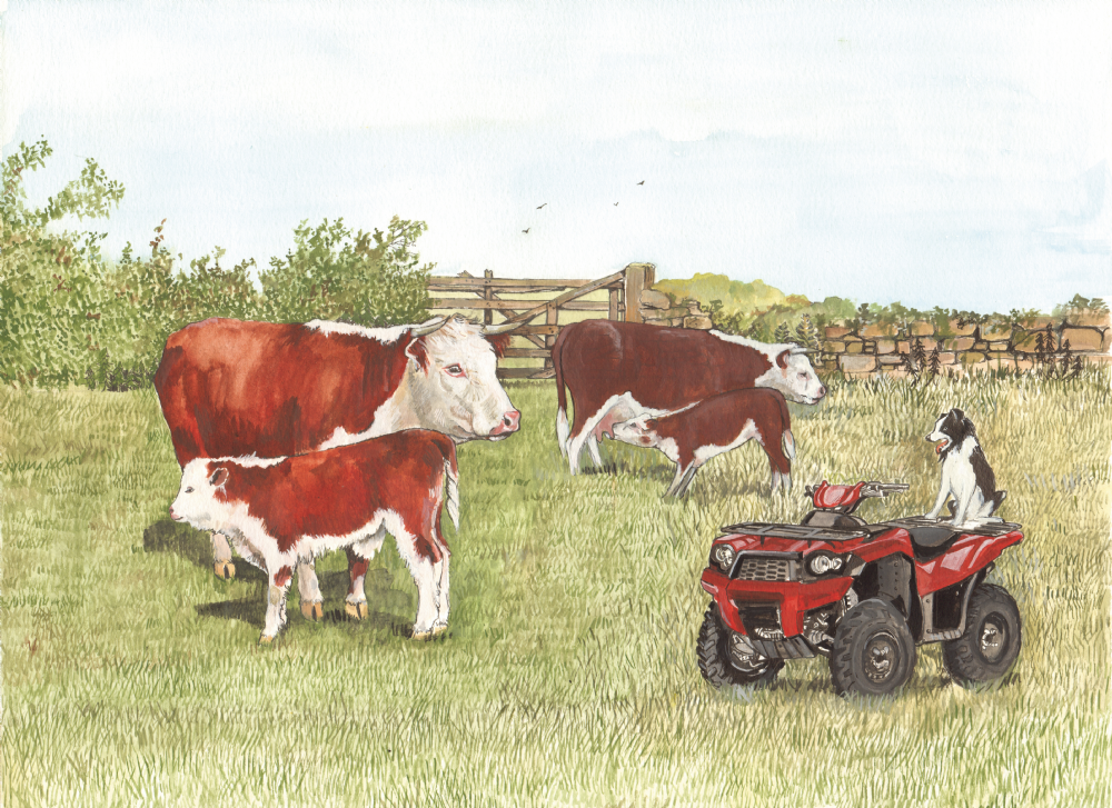 SUE PODBERY Hereford Cattle and Quad Card