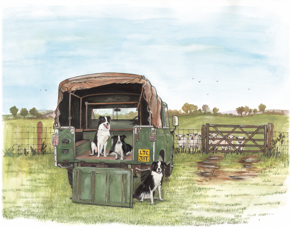 SUE PODBERY Land Rover and Collies Card