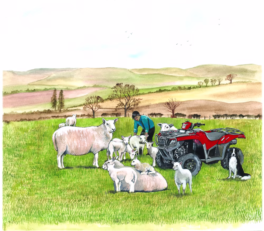 SUE PODBERY Spring Lambs and Quad Card
