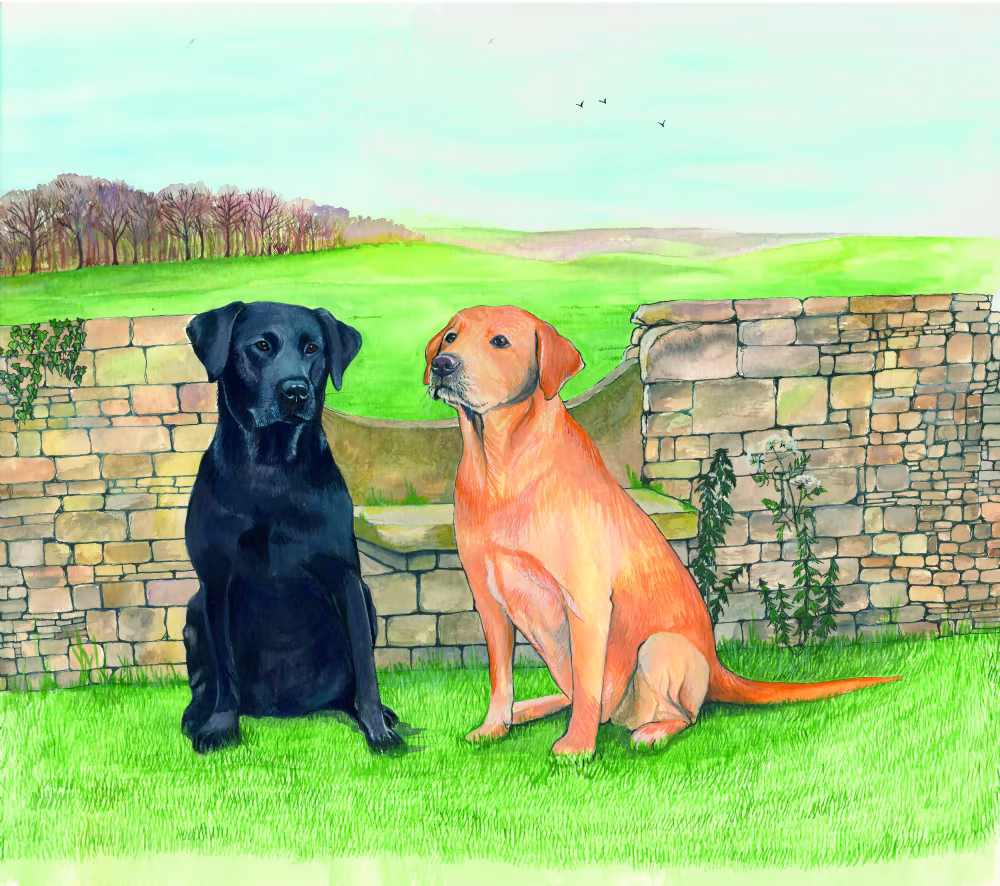 SUE PODBERY Black and Yellow Labradors Card